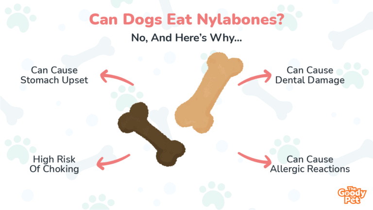 Can Dogs Eat Nylabones? A Vet’s Guide to Safety and Alternatives