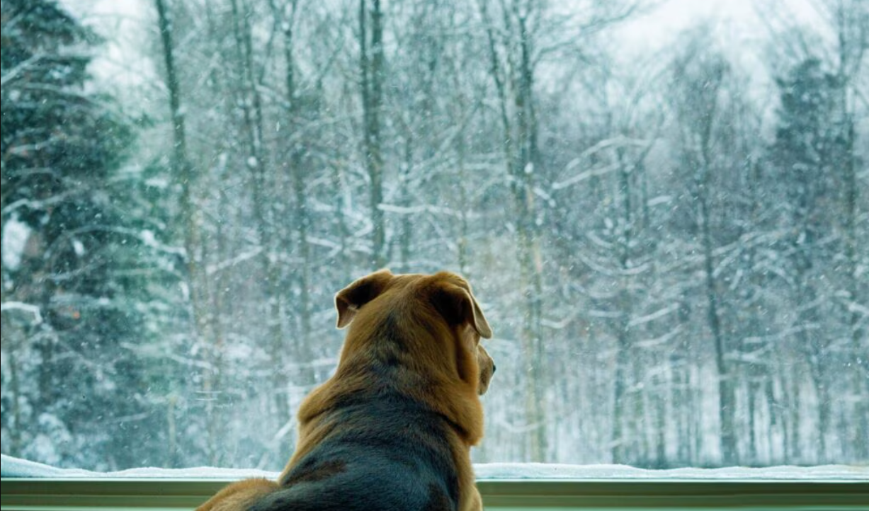 Can Dogs Have Seasonal Depression? Understanding Winter Blues in Our Furry Friends