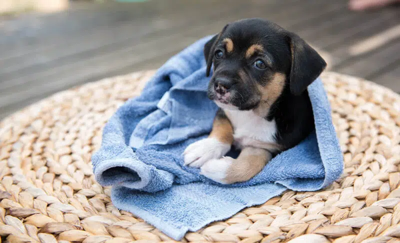 Can I Bathe a 5 Week Old Puppy? Here’s What You Should Know