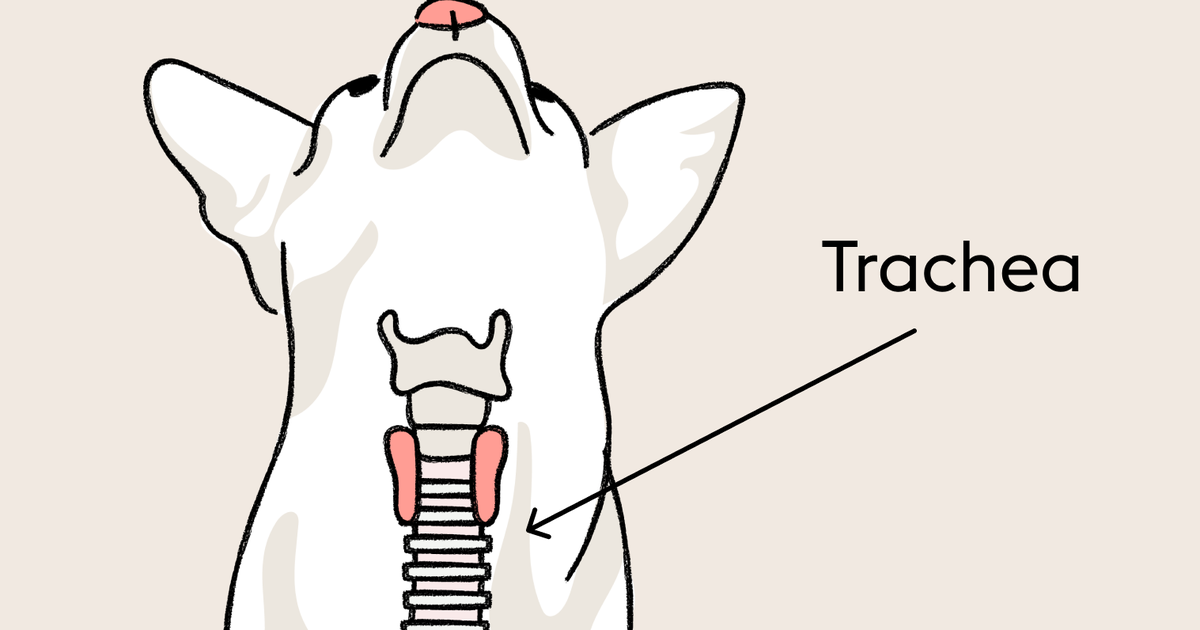 Can a Dog with a Collapsed Trachea Have Surgery? Complete Guide to Treatment Options