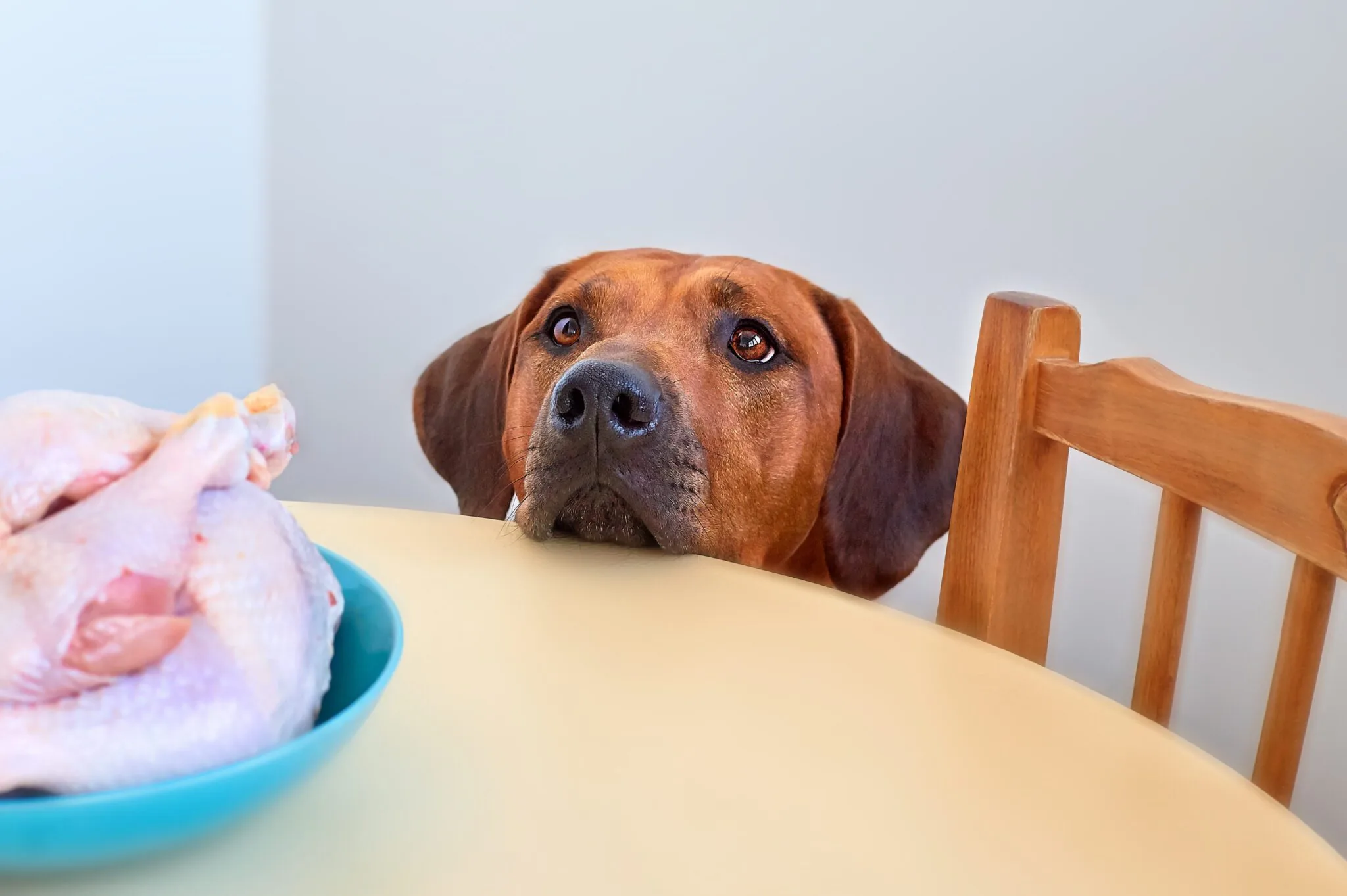 Can Turkey Give Your Dog Diarrhea? What Every Pet Parent Should Know