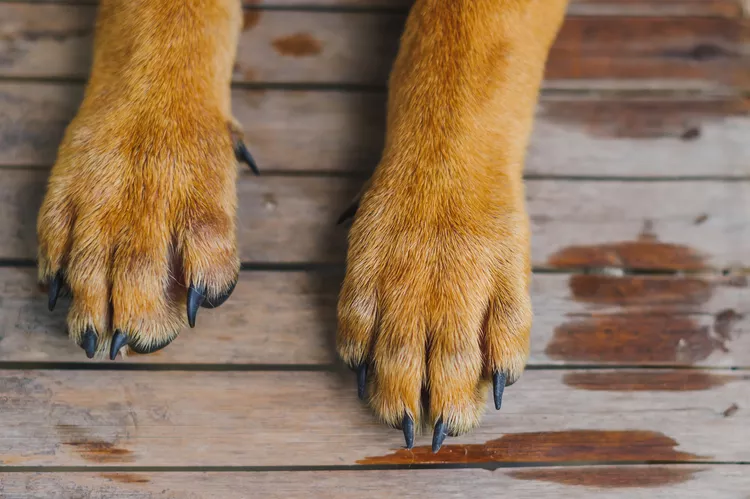 Do Dogs Have Hands or Feet? The Paw-fect Explanation
