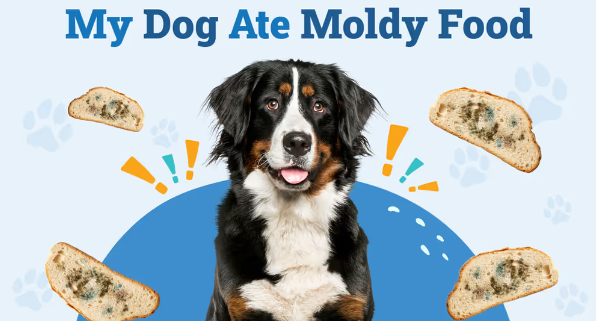 Oh No! What Happens If Your Dog Eats Moldy Food (And What To Do About It)