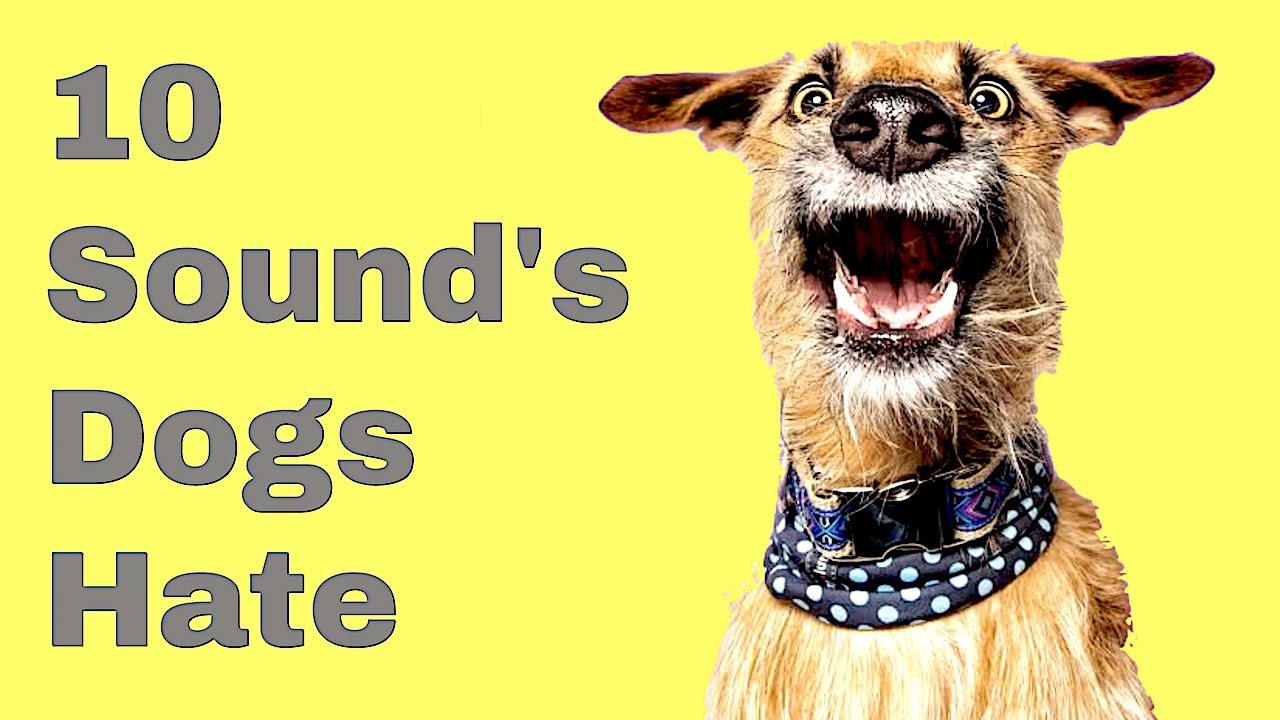 Why Do Dogs Hate Dog Whistles? The Surprising Truth Behind Your Pup’s Reaction